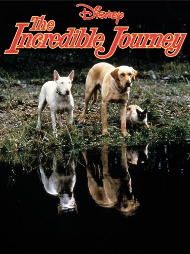the incredible journey original movie
